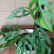 Monstera Broken Heart Plant Sapling having 5 broken leaves
