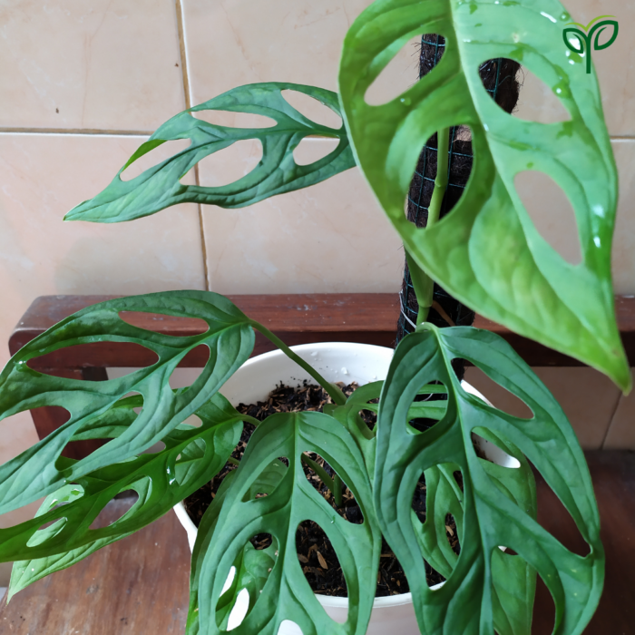 Monstera Broken Heart Plant Sapling having 5 broken leaves
