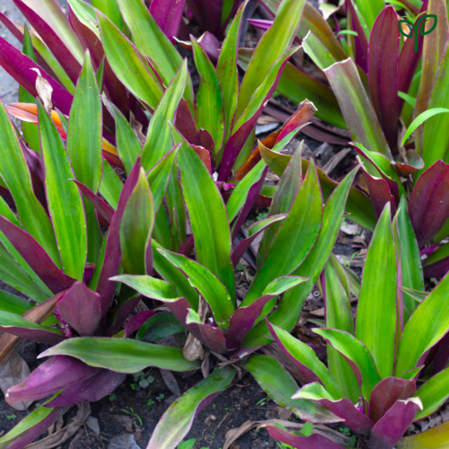 Rhoeo Oyster Plant Sapling