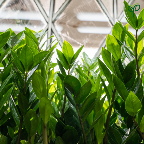 Ixora Plant Sapling