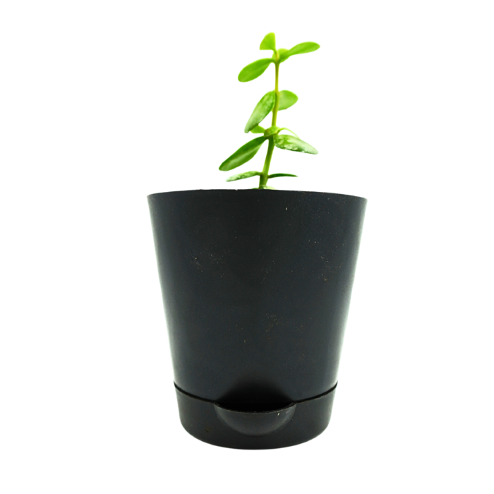 Jade plant in krish pot