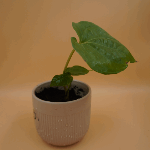 Betel Paan Sapling