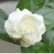 Arabian Jasmine Plant Sapling