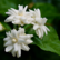 Arabian Jasmine Plant Sapling