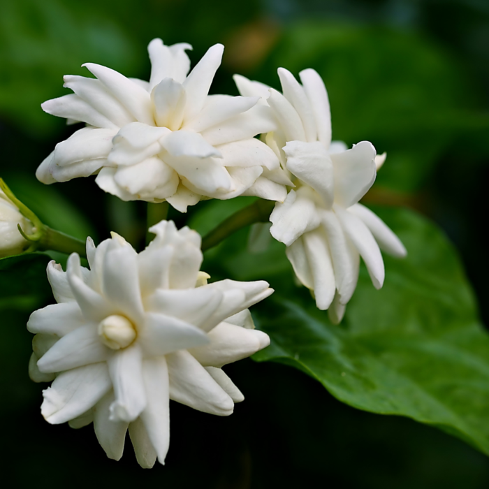 Arabian Jasmine Plant Sapling