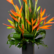 Bird of paradise plant sapling