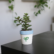 Jade Plant Sapling is palced on the table
