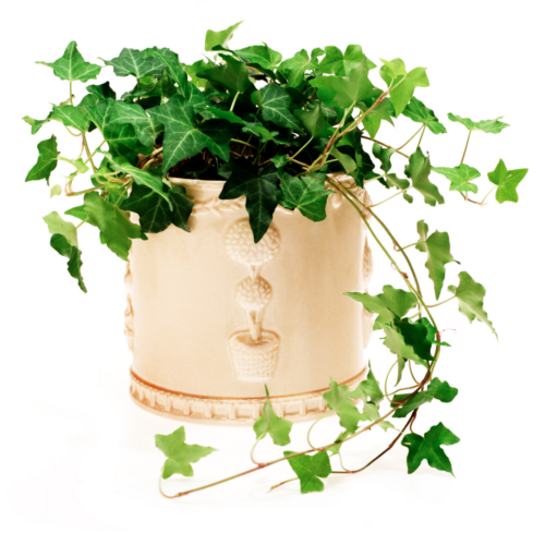 English Ivy Plant Sapling