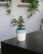 A small Jade plant sapling with thick, oval, dark green leaves and reddish edges, potted in a two-toned white and light blue ceramic pot, sitting on a dark wooden table with blurred plants and shelves in the background.