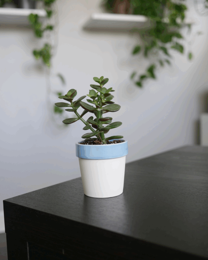 A small Jade plant sapling with thick, oval, dark green leaves and reddish edges, potted in a two-toned white and light blue ceramic pot, sitting on a dark wooden table with blurred plants and shelves in the background.