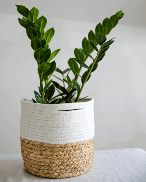 A healthy ZZ Plant sapling with shiny, dark green leaves, potted in a decorative two-toned basket planter made of woven straw at the bottom and white braided rope on top, against a soft, light background.