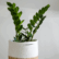 A healthy ZZ Plant sapling with shiny, dark green leaves, potted in a decorative two-toned basket planter made of woven straw at the bottom and white braided rope on top, against a soft, light background.