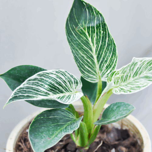 Philodendron Birkin Plant Sapling