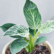 Philodendron Birkin Plant Sapling