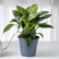 Philodendron Birkin Plant Sapling