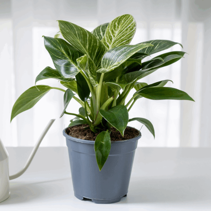 Philodendron Birkin Plant Sapling