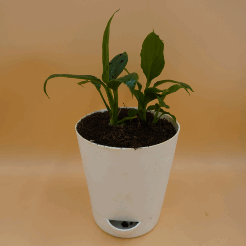 A Peace Lily Plant Sapling with two prominent, broad, dark green leaves emerging from dark soil, potted in a white self-watering pot with a visible water reservoir and the green "Pick Your Plant" logo, against a plain light brown background.