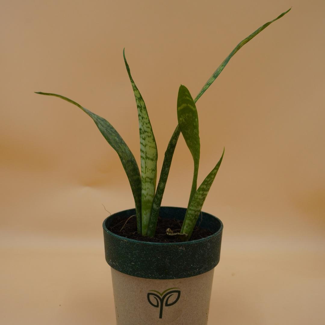 A compact Snake Plant sapling with upright, variegated green and light yellow sword-shaped leaves, potted in a two-toned grey and dark green pot with the green "Pick Your Plant" logo, against a plain light brown background.