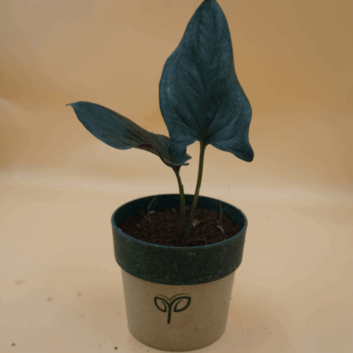 A Black Money Plant sapling with dark, almost black, heart-shaped leaves, potted in a two-toned grey and dark green pot with the green "Pick Your Plant" logo, against a plain light brown background.