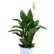 A potted Peace Lily Plant Sapling with deep green leaves and a single, elegant white flower, set in a white pot.