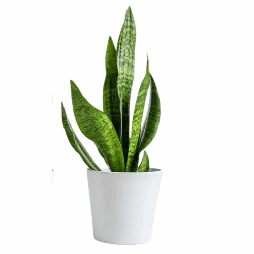 A potted Snake plant sapling with upright, sword-like leaves in shades of dark and light green, set in a white pot.