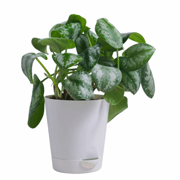 A potted silver money plant sapling with large, matte green leaves that have a unique, speckled silver pattern, set in a white pot.