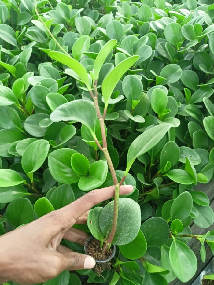 A hand holding a tiny Peperomia Green Plant Sapling with thick, glossy, round green leaves against a blurred background of a nursery.