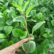 A hand holding a tiny Peperomia Green Plant Sapling with thick, glossy, round green leaves against a blurred background of a nursery.