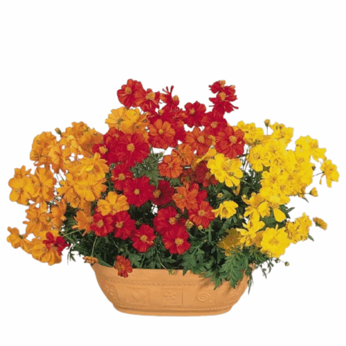 A large, terracotta-colored pot filled with Cosmos Mixed Seeds a mix of vibrant orange, red, and yellow Cosmos flowers and green foliage, against a plain white background.
