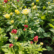 Chrysanthemum Mix Plant Sapling image showing clusters of yellow and red chrysanthemum buds and one white flower in a bright, green nursery setting.
