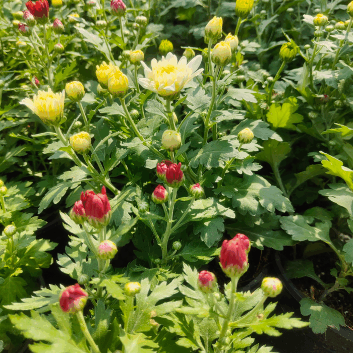 Chrysanthemum Mix Plant Sapling image showing clusters of yellow and red chrysanthemum buds and one white flower in a bright, green nursery setting.