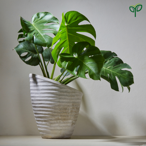 Monstera Deliciosa