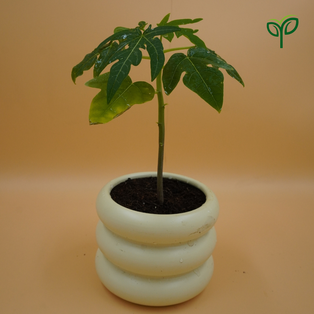 1 Papaya Plant sapling potted in white ceramic planter