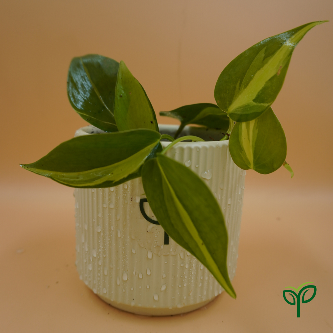 10 Philodendron Oxycardium Variegated Plant Sapling