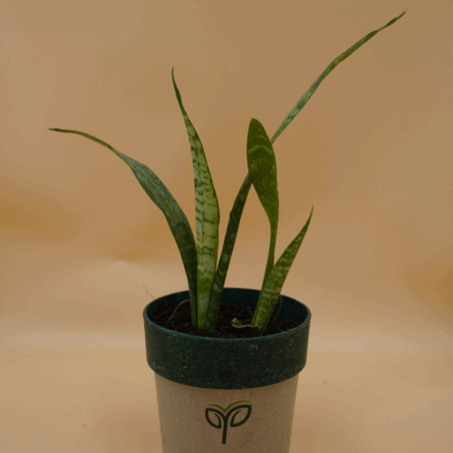 A compact Snake Plant sapling with upright, variegated green and light yellow sword-shaped leaves, potted in a two-toned grey and dark green pot with the green "Pick Your Plant" logo, against a plain light brown background.