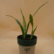 A compact Snake Plant sapling with upright, variegated green and light yellow sword-shaped leaves, potted in a two-toned grey and dark green pot with the green "Pick Your Plant" logo, against a plain light brown background.
