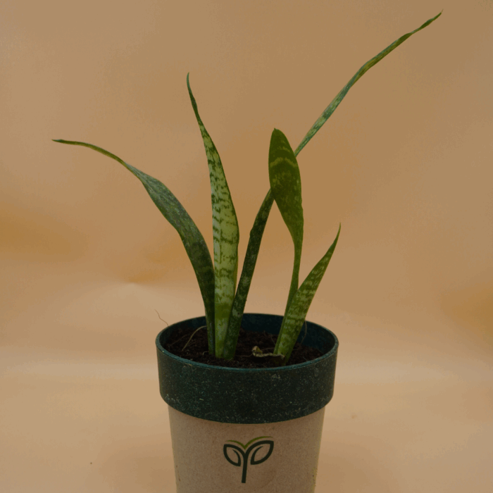 A compact Snake Plant sapling with upright, variegated green and light yellow sword-shaped leaves, potted in a two-toned grey and dark green pot with the green "Pick Your Plant" logo, against a plain light brown background.