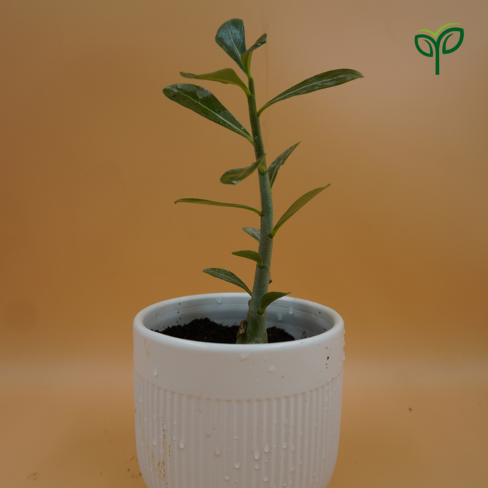 Desert Rose Adenium Plant Sapling is potted in white ceramic pot