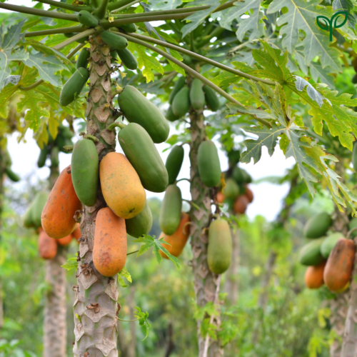 Papaya Plant Sapling