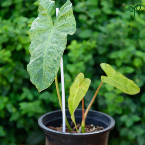 Philodendron Paraiso Verde Plant Sapling