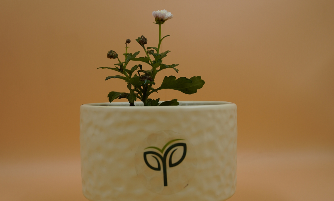 Chrysanthemum Plant Sapling