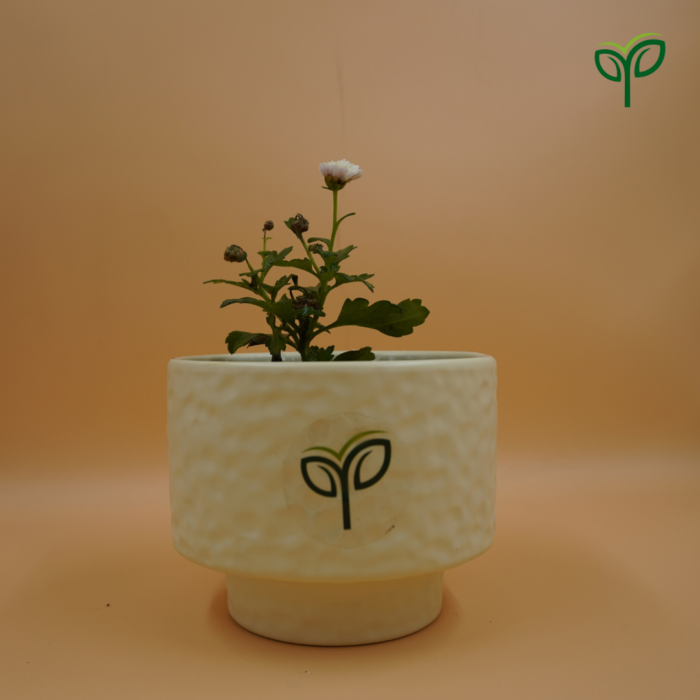 Chrysanthemum Plant Sapling in white ceramic pot