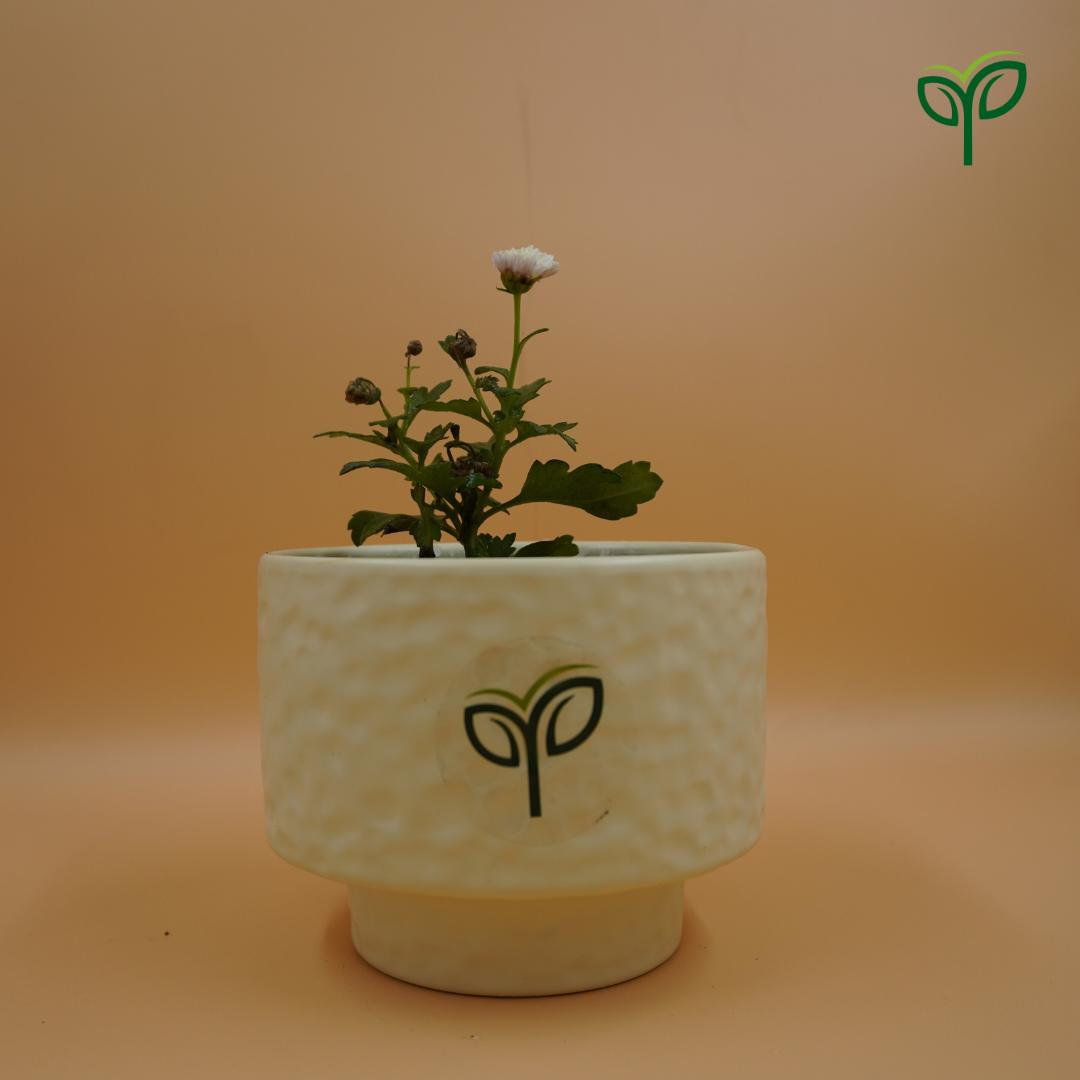 Chrysanthemum Plant Sapling Chrysanthemum Plant Sapling in white ceramic pot