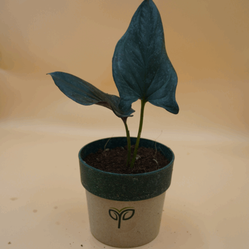 A Black Money Plant sapling with dark, almost black, heart-shaped leaves, potted in a two-toned grey and dark green pot with the green "Pick Your Plant" logo, against a plain light brown background.