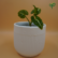 Syngonium Wendlandii Plant Sapling