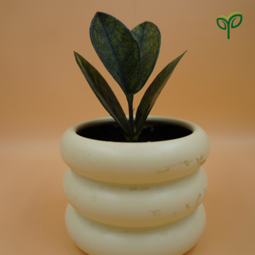 Rare Black ZZ Plant Sapling is potted in white ceramic pot