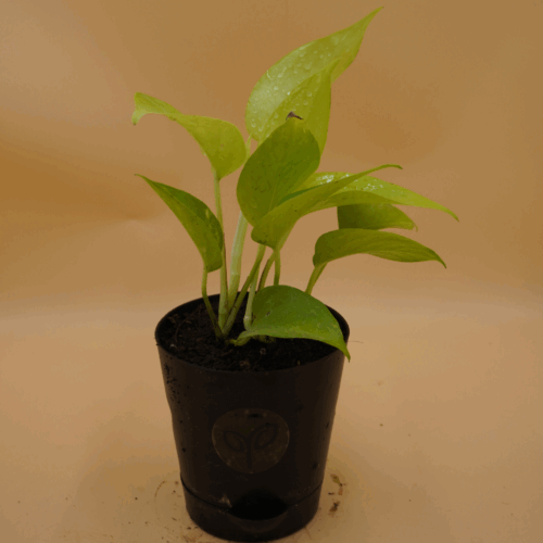 A vibrant Golden Money Plant sapling with bright, glossy lime-green leaves and visible water droplets, potted in a small black self-watering pot with the Pick Your Plant logo, against a plain light brown background.