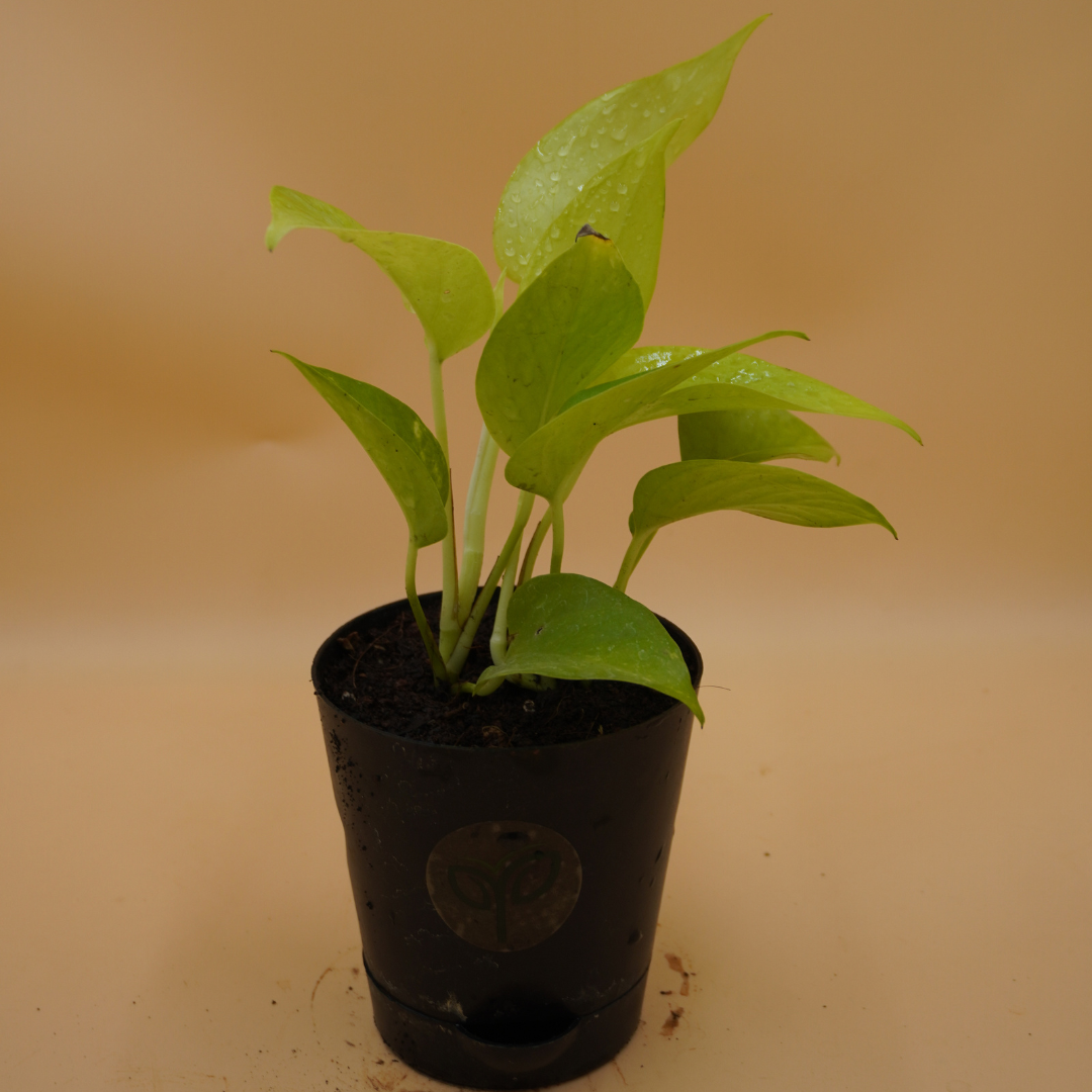 A vibrant Golden Money Plant sapling with bright, glossy lime-green leaves and visible water droplets, potted in a small black self-watering pot with the Pick Your Plant logo, against a plain light brown background.