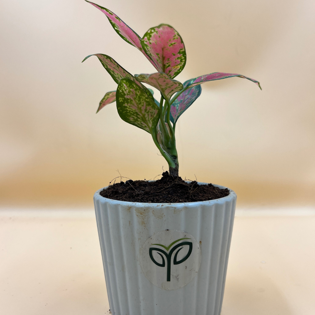 73 Aglaonema Beauty Plant Sapling