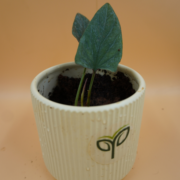Black Money Plant Sapling